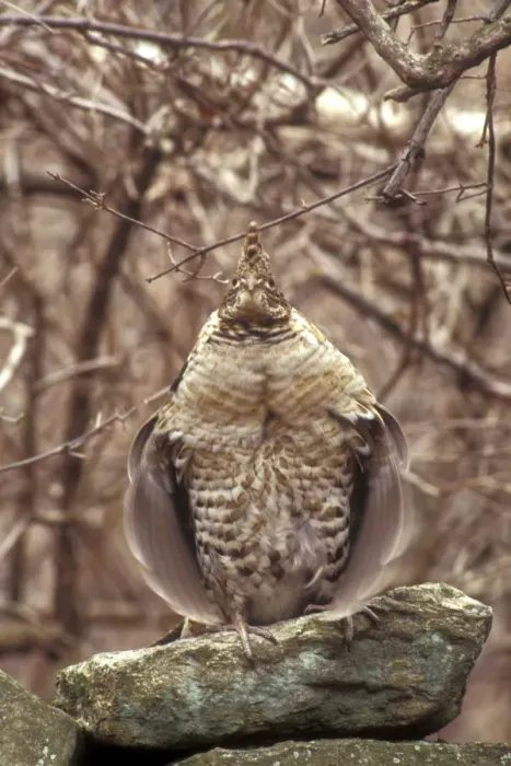 Framed Print : Ruffed Grouse - Grouse drumming on old stone wall in New England woods. Central Massachusetts, USA Framed Print : Ruffed Grouse - Grouse drumming on old stone wall in New England woods. Central Massachusetts, USA