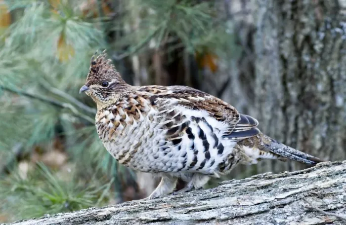 Framed Print : Ruffed Grouse - On Log 2401 Framed Print : Ruffed Grouse - On Log 2401