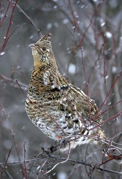 Ruffed Grouse perched in saskatoon bush during snowstorm