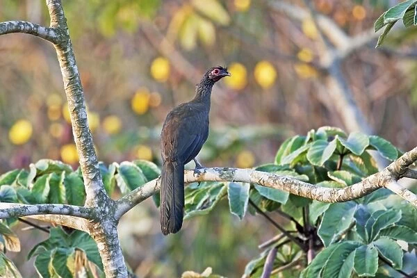 Rufous-bellied Chachalaca. Nayarit Mexico in March