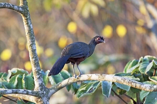 Rufous-bellied Chachalaca. Nayarit Mexico in March