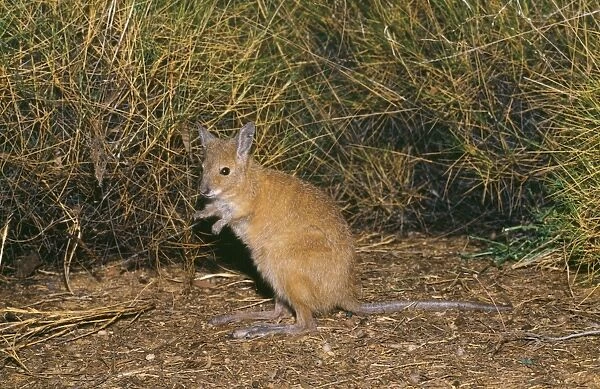 Rufous Bettong  /  Rufous Rat-kangaroo