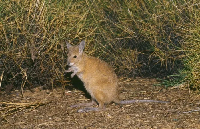 Framed Print : Rufous Bettong / Rufous Rat-kangaroo Framed Print : Rufous Bettong / Rufous Rat-kangaroo