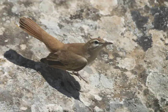 Framed Print : Rufous Bush Robin, on Roman ruin. - Among the Roman ruins at Dougga, Tunisia, North Africa Framed Print : Rufous Bush Robin, on Roman ruin. - Among the Roman ruins at Dougga, Tunisia, North Africa