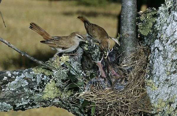 Rufous Bush Robin  /  Rufus Bush Chat - adults feeding young at nest