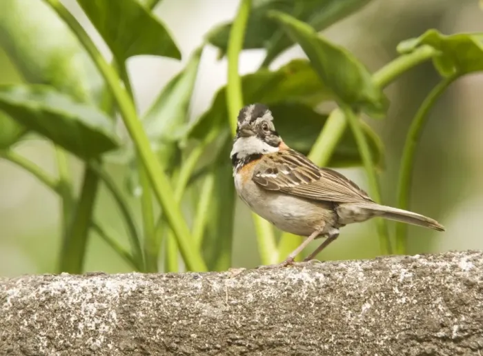 Framed Print : Rufous-collared sparrow. Costa Rica Framed Print : Rufous-collared sparrow. Costa Rica