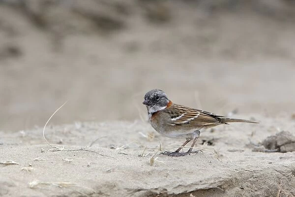 Rufous-collared Sparrow. Valdes peninsula - Argentina