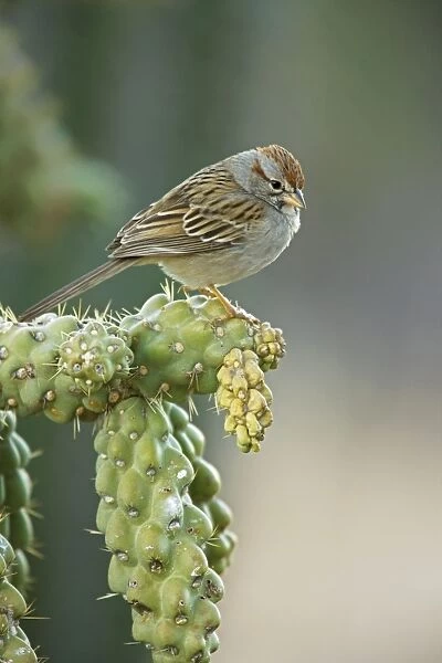Rufous-crowned Sparrow - Perched on ocotilla cactus branch - Sonoran Desert - Arizona