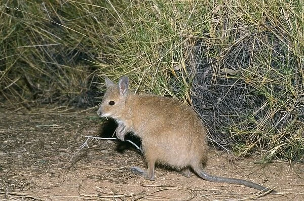 Rufous Hare Wallaby - feeding on spinfex Tanami Desert, Central Australia