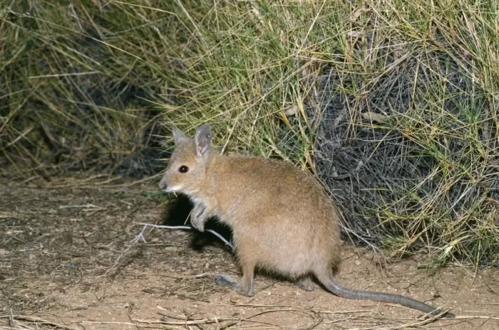Framed Print : Rufous Hare Wallaby - feeding on spinfex Tanami Desert, Central Australia Framed Print : Rufous Hare Wallaby - feeding on spinfex Tanami Desert, Central Australia