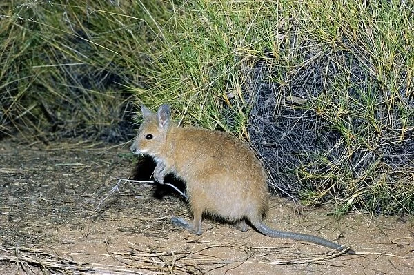 Rufous Hare-Wallaby  /  Mala - Bernier Island, Western Australia JPF05275