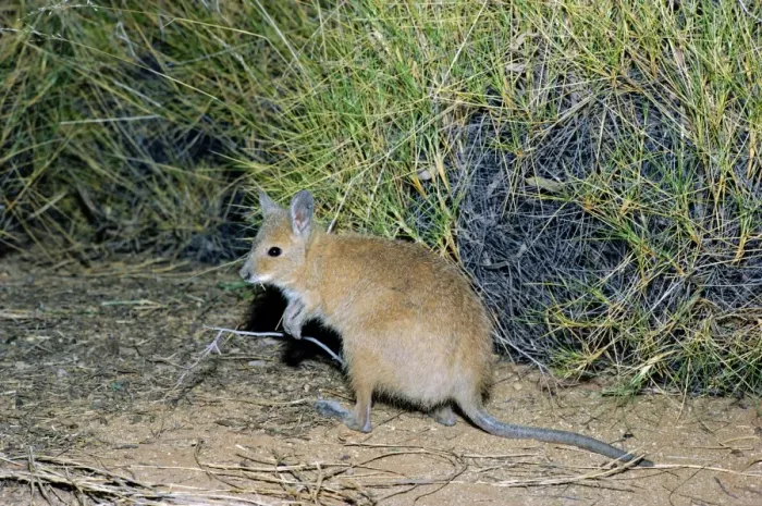Framed Print : Rufous Hare-Wallaby / Mala - Bernier Island, Western Australia JPF05275 Framed Print : Rufous Hare-Wallaby / Mala - Bernier Island, Western Australia JPF05275