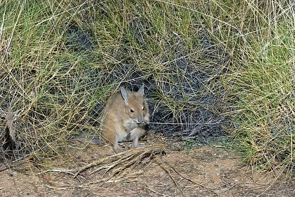 Rufous Hare-Wallaby  /  Mala - Feeding - Tanami Desert, Northern Territory, Australia JPF00943