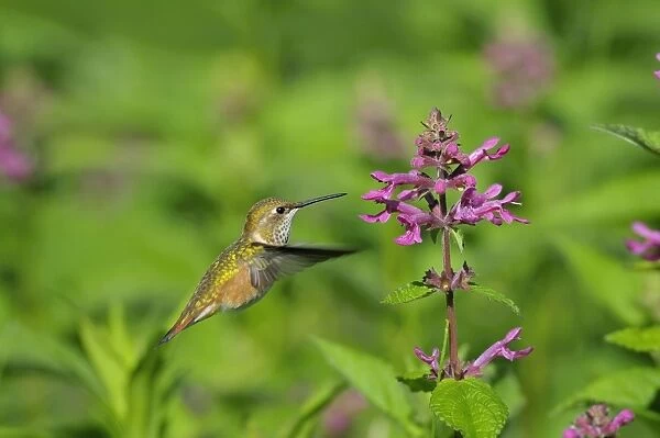 Rufous Hummingbird - in flight feeding on Cooley's Hedge Nettle flower - Pacific Northwest - August _D3D2271