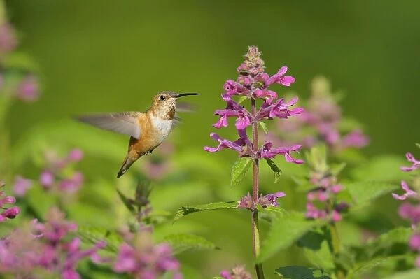 Rufous Hummingbird - in flight feeding on Cooley's Hedge Nettle flower - Pacific Northwest - August _D3D2079