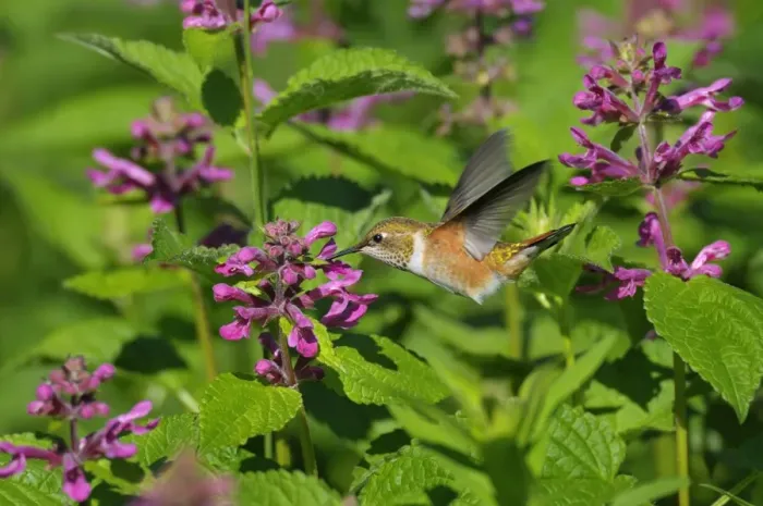 Framed Print : Rufous Hummingbird - in flight feeding on Cooley's Hedge Nettle flower - Pacific Northwest - August _D3D2281 Framed Print : Rufous Hummingbird - in flight feeding on Cooley's Hedge Nettle flower - Pacific Northwest - August _D3D2281