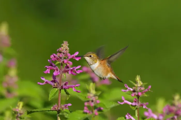 Framed Print : Rufous Hummingbird - in flight feeding on Cooley's Hedge Nettle flower - Pacific Northwest - August _D3D2056 Framed Print : Rufous Hummingbird - in flight feeding on Cooley's Hedge Nettle flower - Pacific Northwest - August _D3D2056