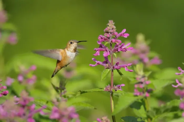 Framed Print : Rufous Hummingbird - in flight feeding on Cooley's Hedge Nettle flower - Pacific Northwest - August _D3D2079 Framed Print : Rufous Hummingbird - in flight feeding on Cooley's Hedge Nettle flower - Pacific Northwest - August _D3D2079