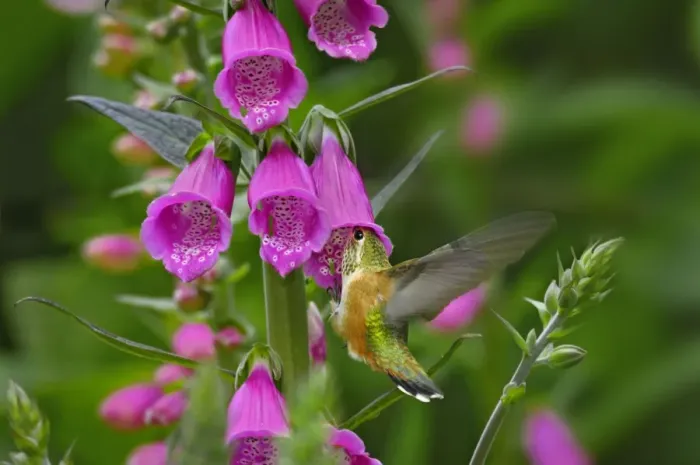 Framed Print : Rufous Hummingbird - Immature or female - feeding on foxglove flowers (Digitalis purpurea) - Olympic National Forest - Pacific Northwest - USA - June _C3B2441 Framed Print : Rufous Hummingbird - Immature or female - feeding on foxglove flowers (Digitalis purpurea) - Olympic National Forest - Pacific Northwest - USA - June _C3B2441
