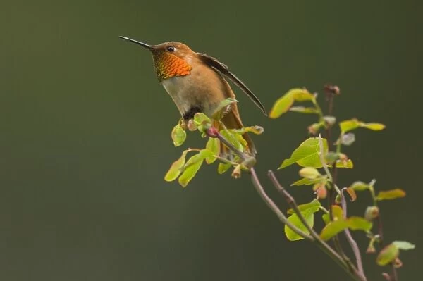 Rufous Hummingbird - Male displaying gorget while perched on red huckleberry bush, Spring Pacific Northwest, USA _TPL2998
