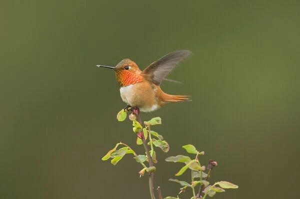 Rufous Hummingbird - Male displaying gorget while perched on red huckleberry bush, Spring Pacific Northwest, USA _TPL3142