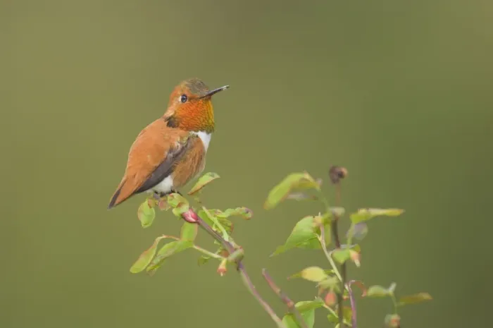 Framed Print : Rufous Hummingbird - Male displaying gorget while perched on red huckleberry bush, Spring Pacific Northwest, USA _TPL3152 Framed Print : Rufous Hummingbird - Male displaying gorget while perched on red huckleberry bush, Spring Pacific Northwest, USA _TPL3152