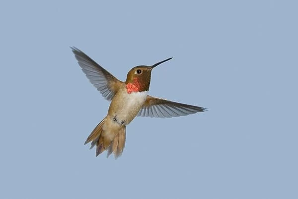 Rufous Hummingbird - male - in flight - British Columbia - Canada BI019144