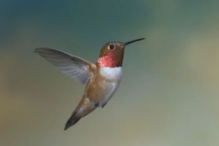 Framed Print : Rufous Hummingbird - male - in flight - British Columbia - Canada BI018627 Framed Print : Rufous Hummingbird - male - in flight - British Columbia - Canada BI018627