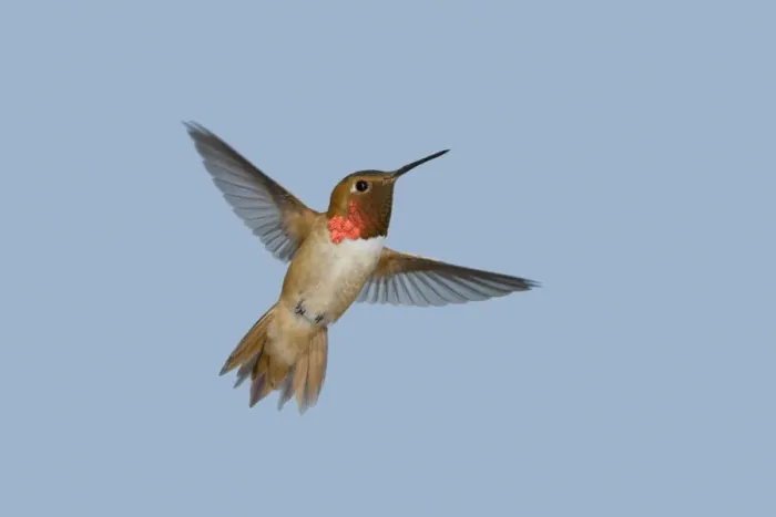 Framed Print : Rufous Hummingbird - male - in flight - British Columbia - Canada BI019144 Framed Print : Rufous Hummingbird - male - in flight - British Columbia - Canada BI019144