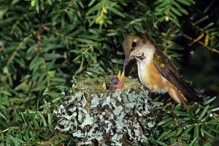 Framed Print : Rufous hummingbird - at nest with chick, Washington, Pacific NW, USA B4463 Framed Print : Rufous hummingbird - at nest with chick, Washington, Pacific NW, USA B4463