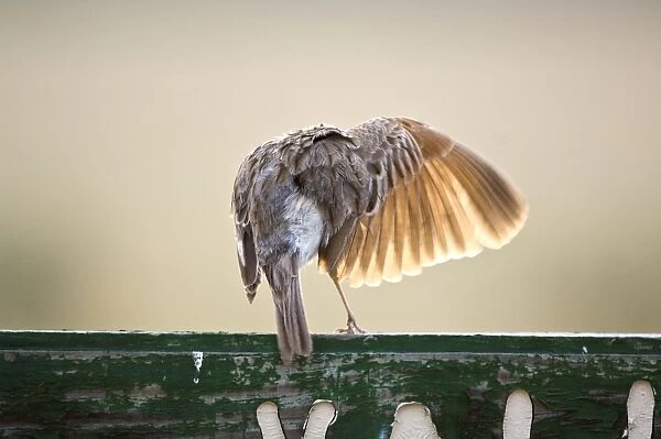 Rufous-naped Lark - Back view with wing extended and light showing through feathers - Kalahari - Botswana