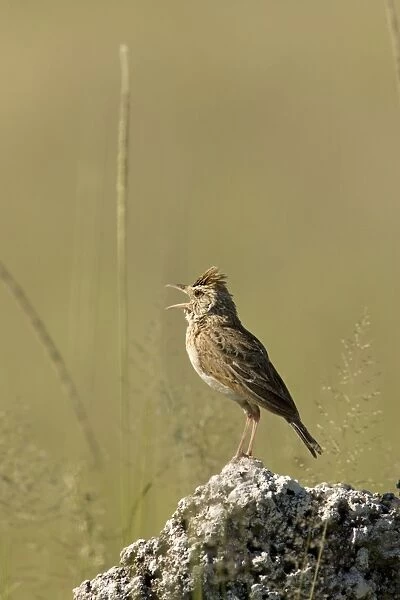 Rufous-Naped Lark (Western Form) Singing from territorial perch. Etosha National Park, Namibia, Africa