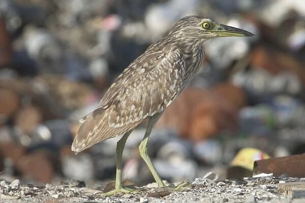 Rufous Night Heron  /  Nankeen Night Heron - Juvenile at rubbish dump blinking. Home Island Cocos (Keeling) Island, Indian Ocean. Commonly seen by day