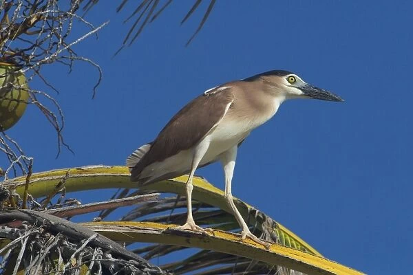Rufous Night Heron  /  Nankeen Night Heron - Adult perched on a coconut frond on Home Island, Cocos (Keeling) Islands, Indian Ocean. Commonly seen by day