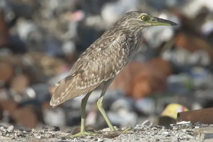 Framed Print : Rufous Night Heron / Nankeen Night Heron - Juvenile at rubbish dump blinking. Home Island Cocos (Keeling) Island, Indian Ocean. Commonly seen by day Framed Print : Rufous Night Heron / Nankeen Night Heron - Juvenile at rubbish dump blinking. Home Island Cocos (Keeling) Island, Indian Ocean. Commonly seen by day