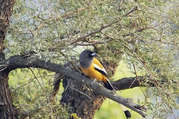 Rufous Treepie - Keoladeo Ghana National Park - Bharatpur - Rajasthan - India BI018156