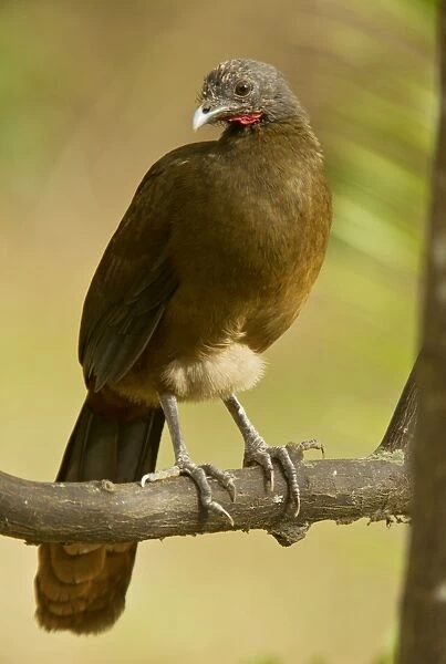 Rufous-vented Chachalaca perched on tree branch Tobago