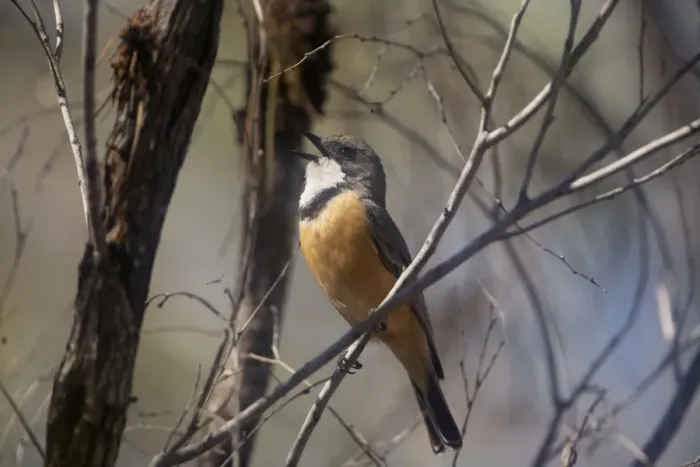 Framed Print : Rufous Whistler male - singing This male singing at Broome Bird Observatory, Kimberley, Western Australia