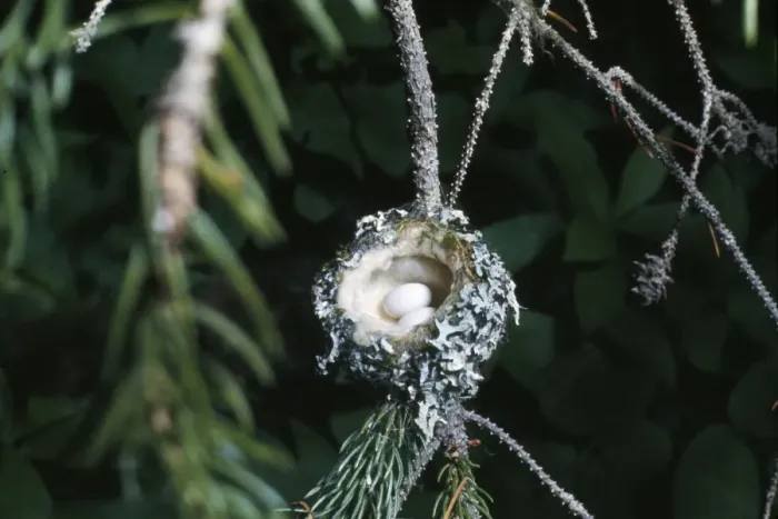 Framed Print : Rufus Hummingbird - eggs in nest Framed Print : Rufus Hummingbird - eggs in nest