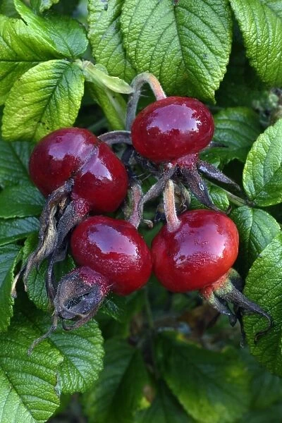 Rugosa Rose or Japanese Rose - ripened hips in autumn, Hessen, Germany