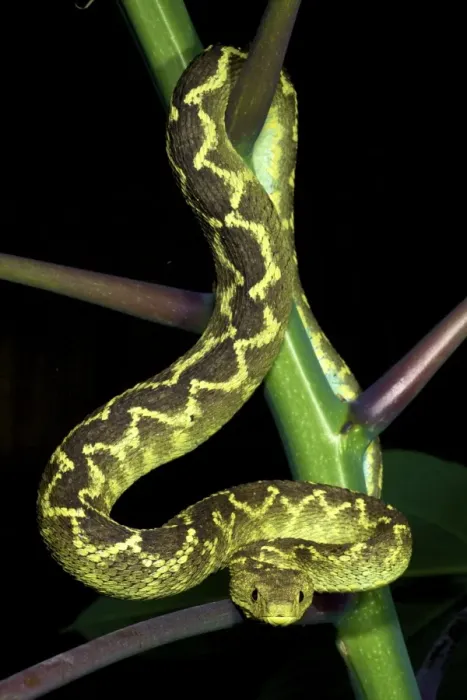 Framed Print : Rungwe Bush Viper - adult male - Tanzania - Africa