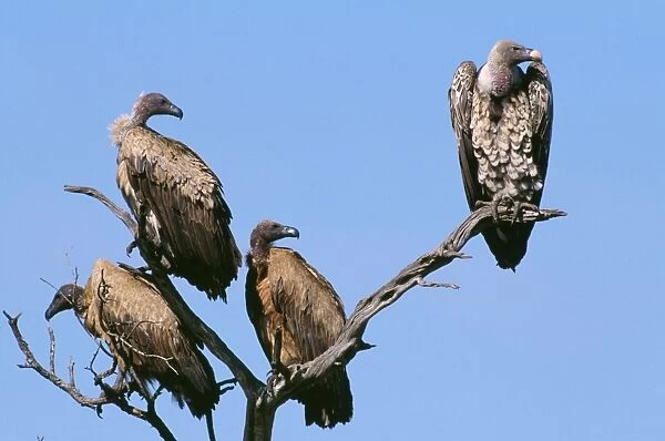 Ruppell's Griffon Vulture - and African Whitebacked Vulture (gyps africanus)