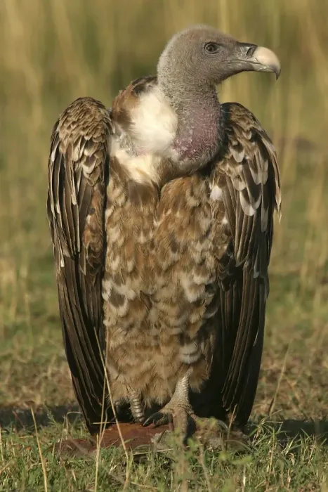 Framed Print : Ruppell's Griffon Vulture Kenya, Africa Framed Print : Ruppell's Griffon Vulture Kenya, Africa