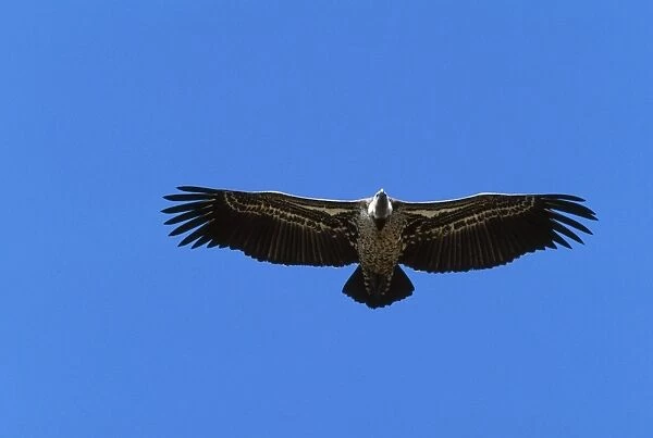 Ruppell's Griffon Vulture Soaring