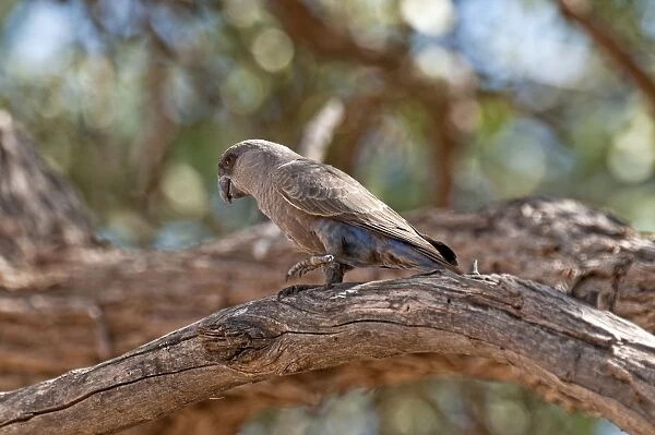 Ruppell's parrot - standing on thick branch - Namibia