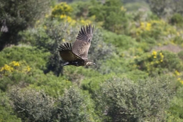 Ruppell's Vulture - juvenile in flight. Tarifa Spain February