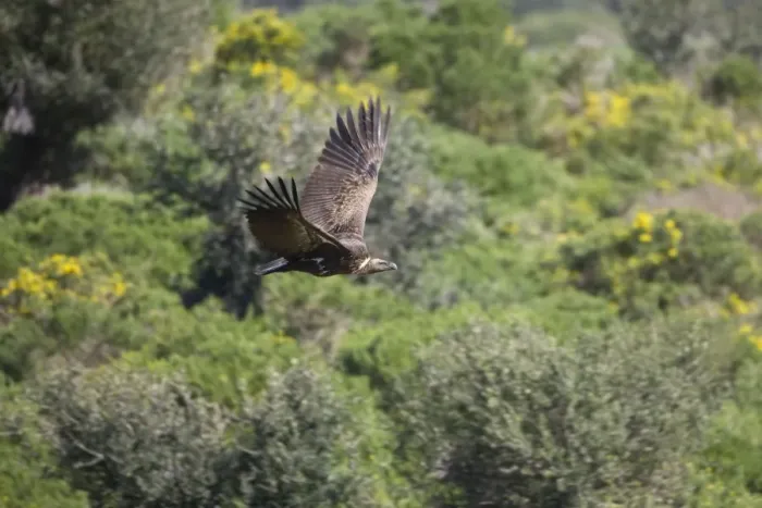 Framed Print : Ruppell's Vulture - juvenile in flight. Tarifa Spain February Framed Print : Ruppell's Vulture - juvenile in flight. Tarifa Spain February