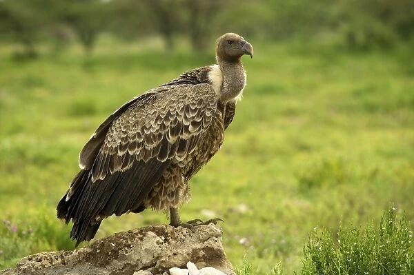 Ruppell's Vulture - Ngorongoro conservation area - Tanzania - Africa