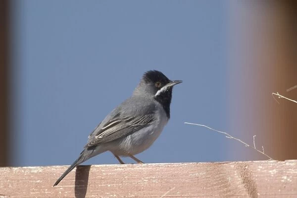 Ruppells Warbler Adult male Cyprus March