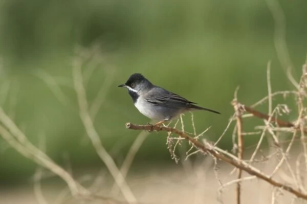 Ruppells Warbler Male Cyprus March